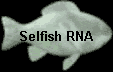 Selfish RNA