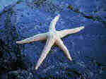 macroevolution_starfish